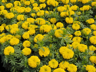 Top view of many Mexican marigold (Tagetes erecta) flower blossom with green leaves texture nature background.