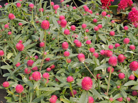 Globe amaranth (Gomphrena globosa) red bud flowers blossom in garden with nature blurred background. known as bachelor's button, makhmali, and vadamalli.