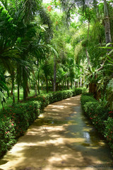 pathway in green nature of public park of walking relaxation