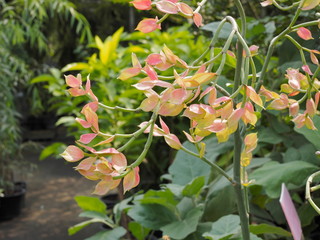 Slipper Flower (Euphorbia lomelii or Pedilanthus macrocarpus) blossom on branches with nature blurred background.