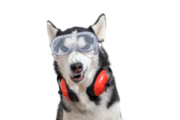 Funny husky dog worker in builder glasses and headphone to ear protection close up
