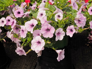 Vinca rosea pink flowers blossom in flower pot known as, rose Periwinkle, Madagascar Periwinkle, bright eyes, graveyard plant, old maid and pink-periwinkle.