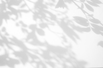 Overlay effect for photo. Gray shadow of the wild roses leaves on a white wall. Abstract neutral nature concept blurred background. Space for text. - obrazy, fototapety, plakaty