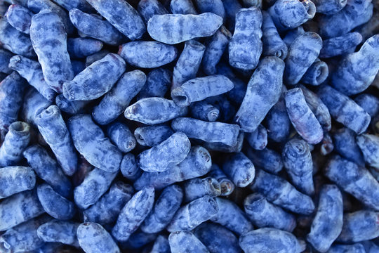 Ripe and juicy honeysuckle berries close up. Textured blue background. The concept of natural nutrition and a healthy lifestyle.