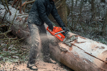 А man sawing a chainsaw a thick dry spruce that fell on a forest road