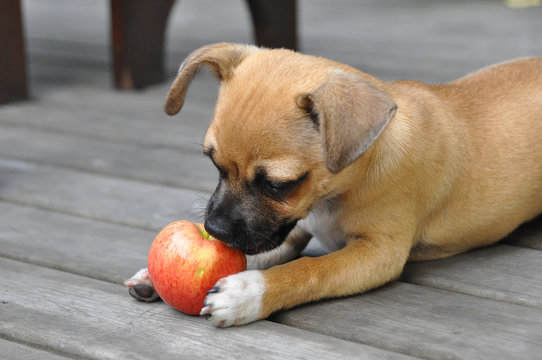 Small Brown Dog Eating An Apple Close Up Photo.