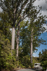Kaipara New Zealand. Kauri trees. Giant trees