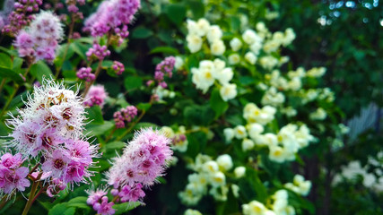 Obraz premium purple flowers in the garden