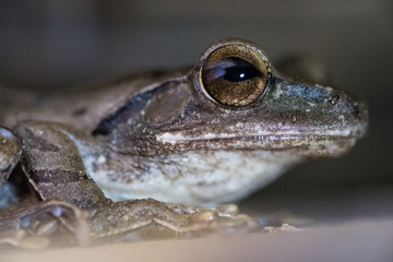 close up de rana en Indonesia