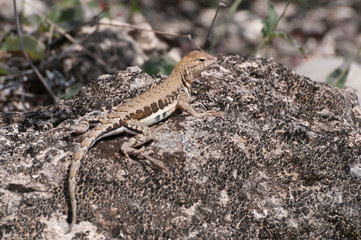 Eidechse in Mexico