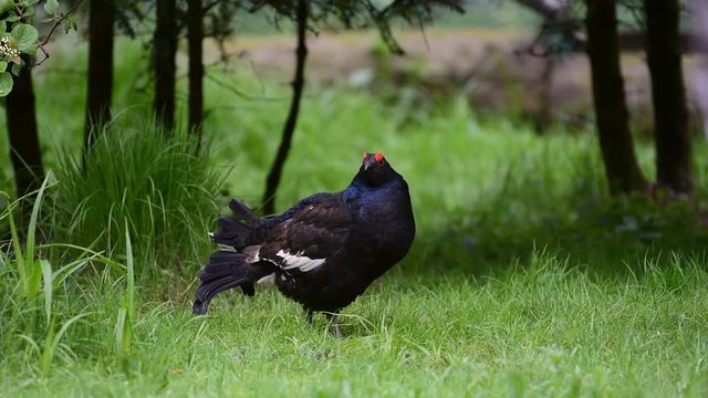 Black grouse (Lyrurus tetrix / Tetrao tetrix) male in forest in spring