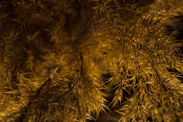 Dry decorative spike close up