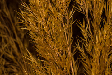 Dry decorative spike close up