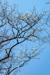 満開のコブシの花と青空