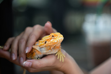An yellow bright colorful iguana lizard which is holding on the people hand, It's exotic pet. Animal portrait eye focus photo. - obrazy, fototapety, plakaty