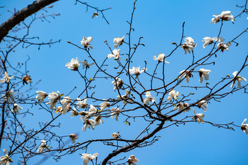 満開のコブシの花と青空