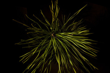 Cedar branch macro slose up
