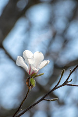 コブシの花
