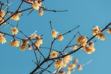 青空とソシンロウバイ