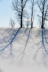 雪原の冬木立の影と野生動物の足跡