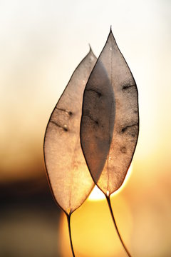 Lunaria rediviva.Two Lunaria pods glow in the rays of the setting sun.