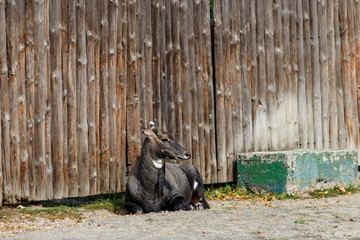 Antelope Nilgai or Blue Bull (Boselaphus Tragocamelus)