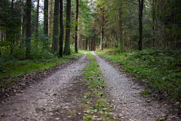 Fototapeta na wymiar A pathway in the forest