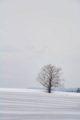 Fototapeta na wymiar 融雪剤がまかれた雪の畑