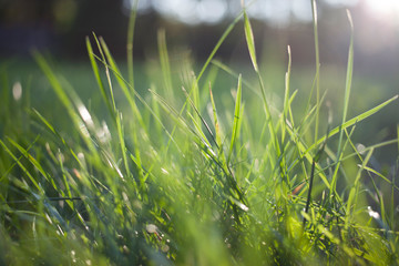 Sunlight hitting green grass