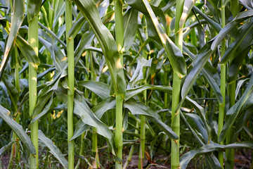 Obraz premium Close-up of green corn stems near the ground