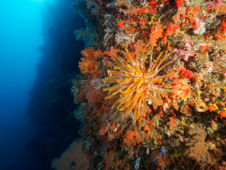 Plakat feather stars and corals at Atauro Island, Timor Leste (East Timor)