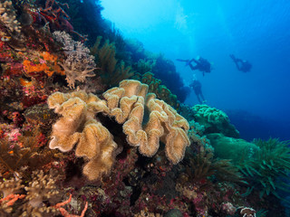 corals and divers at Atauro Island, Timor Leste (East Timor)