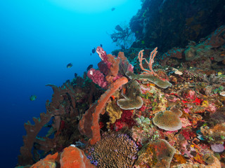 Fototapeta na wymiar corals at Atauro Island, Timor Leste (East Timor)
