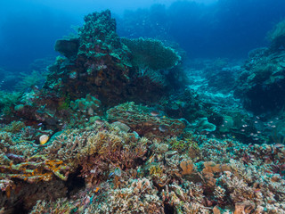 Naklejka na ściany i meble corals at Atauro Island, Timor Leste (East Timor)
