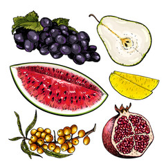 Hand drawn set of tropical fuits. Vector colored isolated objects. Sliced watermelon, pear, mango, pomegranate. Grape and sea buckthorn branch. Restaurant menu, food package. Summer exotic harvest.