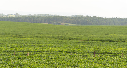 Fototapeta na wymiar Pre-flowering soybean plantation in Brazil