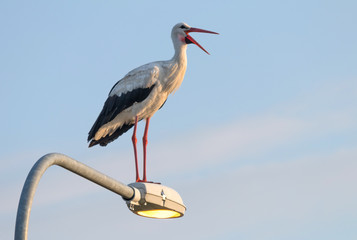 The White Stork is a friend of the people. He even likes the neighborhood of people, settles on roofs of houses, poles of electricity.