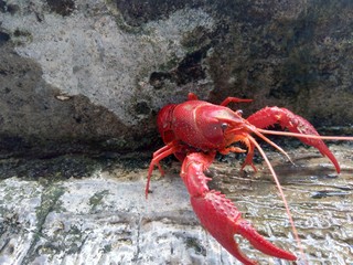 Red lobster on the nature background