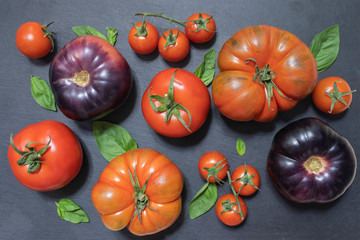 Variety of tomatoes top view. Purple and red tomatoes with basil on black