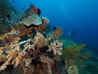 Naklejka na ściany i meble corals in Dili, Timor Leste (East Timor)