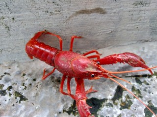 Red lobster on the nature background