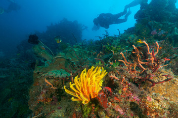 Fototapeta na wymiar corals and divers in Dili, Timor Leste (East Timor)