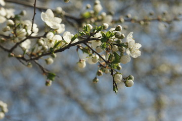 SONY DSC