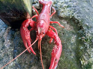 Red lobster on the nature background