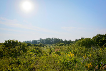 summer landscape forest and field