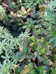 Obraz premium green plants in the park 