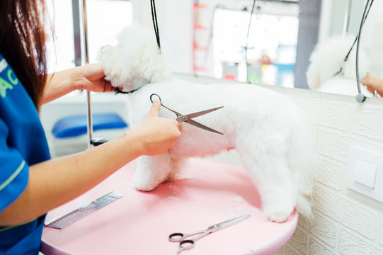 Barber grooming a beautiful white royal poodle
