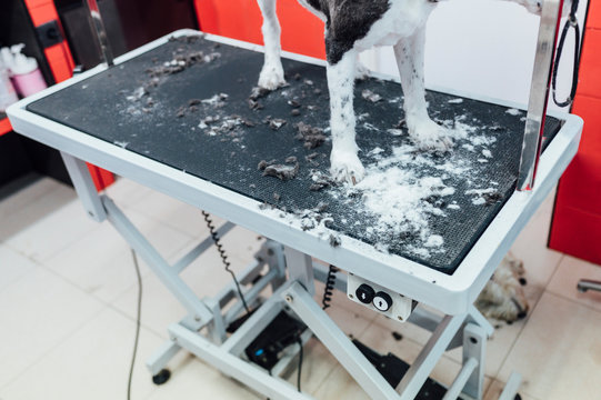 Freshly shaved white dog on the dog grooming table