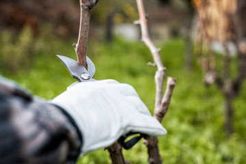 Vine grower with protective gloves. Prune the vineyard with professional steel scissors. Traditional agriculture. 