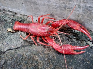 Red lobster on the nature background